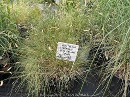 Image result for Laggera gracilis
