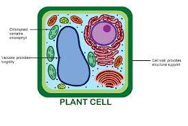 Also known as the plasma membrane is semipermeable. Short Answer Question Draw A Neat Diagram Of Plant Cell And Label Any Three Parts Which Differentiate It From Animal Cell Snapsolve