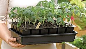 How To Plant Seedlings Indoors