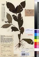 Image result for Psychotria eminiana