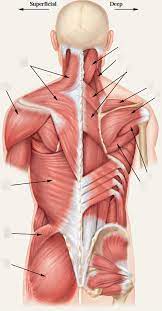 Muscle tissue is made of excitable cells that are capable of contraction. Posterior Superficial Muscles Of Torso Diagram Quizlet