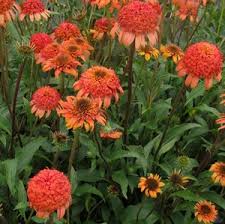 Pin On Gardening