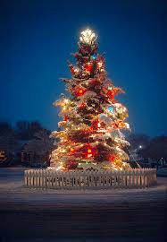 How to take adorable photos with the kids! Outdoor Christmas Tree Photograph By Douglas Pulsipher