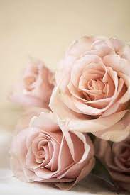 It premiered as part of the kaaitheater festival in may, 1983 at the théâtre de la balsamine, brussels. Rosas Palo De Rosa Flores De Amor Flores Bonitas Flores Increibles