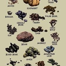 Image Result For Animal Scat Identification Animal Tracks