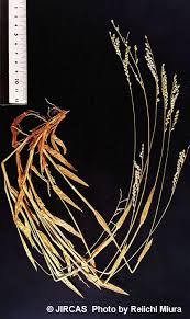 Image result for Urochloa xantholeuca