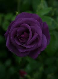 Black And Purple Roses Dark Purple Rose 01 By Nexu4 On Deviantart Dark Purple Roses Purple Roses Rose Seeds