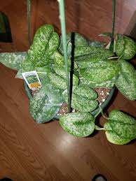 The silver satin (scindapsus pictus) is native to southeast asia and has the reputation of being one of the easiest houseplants to keep alive. Scindapsus Pictus Silver Splash Scindapsus Pictus Silver Splash Silver Splash Scindapsus Silver Splash