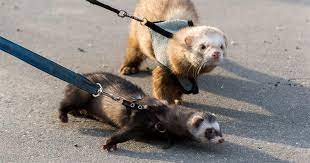 Ferret owners know too well how these cunning creatures tend to hide everything they find around the house. Know These 10 Ferret Care Tips On Sale Entirelypets