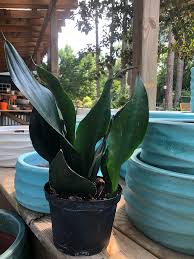 As with many asian martial arts techniques, the strength comes from within. All About Sansevieria The Good Earth Garden Center