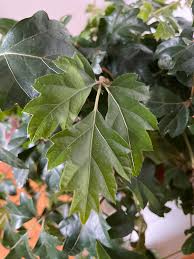 Image result for Rhoicissus rhomboidea