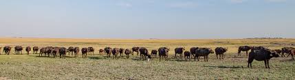 Jetzt mit sonnenklar.tv preiswert urlaub in botswana machen. Botswana Urlaubsplaner Botswana Entdecken Mit Info Botswana