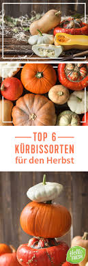 Mit Unserer Kurbissorten Ubersicht Durch Den Herbst Muskatkurbis Rezepte Kurbissorten Kurbis
