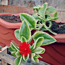 Se adapta a diversos climas e é de fácil cultivo, pode ser usada como forração de vasos e canteiros de jardim. Alem De Linda E Panc E Uma Suculenta Rosinha De Sol Aptenia Cordifolia A Rosinha De Sol E Uma Planta Rasteir Plantas Rasteiras Suculentas Vasos Suspensos