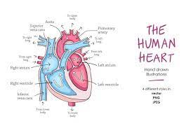 Human Heart Anatomy 274491 Illustrations Design Bundles In 2021 Human Heart Anatomy Heart Anatomy Human Heart