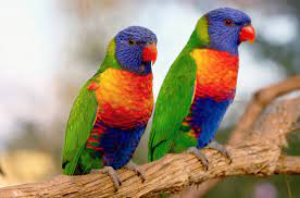 Any of numerous parrots (family loriidae) of australia, new guinea examples of lory in a sentence. Rainbow Lory Health Personality Colors Habitat And Sounds Petguide