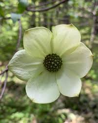 Image result for Cornaceae