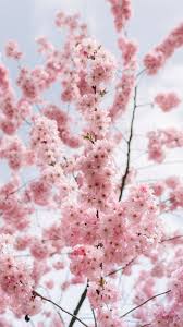 A Cherry Blossom Wallpaper You Can Use To Brighten Up Your Phone Iphone Wallpaper Vintage Achtergronden Wallpaper
