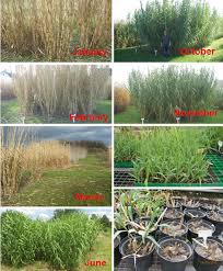 Ligules very short, less than 1/16 inch long; 1 Life Cycle Propagation And Culture Of Giant Reed Starting From The Download Scientific Diagram