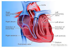Arteries (in red) are the blood vessels that deliver blood to the body. Heart Detail Picture Image On Medicinenet Com