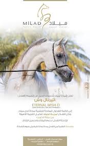 ميلاد اتيرنال وش ينضم إلى قائمة الأفحل المتاحة للتشبية horses arabian horse arabians