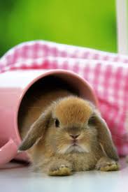 Pin On Cute Rabbits That Make You Smile