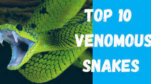 Top 10 Most Venomous Snakes Top 10 Most Venomous Snakes In The World Most Poisonous Snakes In 2021