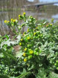 Image result for Senecio latifolius