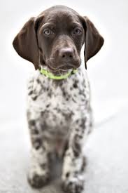 Pin By Alexa Grey On Dogs Lover German Shorthaired Pointer Dog Pointer Puppies Gsp Puppies