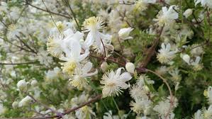 Image result for Clematis brachiata