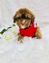 This little maltipoo puppy has been raised with love, very well socialized, family. Maltipoo Puppies For Sale East Texas Novocom Top