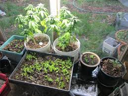 Radishes are highly underrated vegetables. Specs For Growing Lettuce Indoors W Lights And Soil International Cannagraphic Magazine Forums