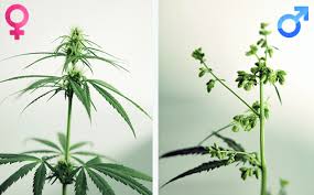 The first and most obvious sign is if the plant grows both male pollen sacs and female buds. Male Vs Female Cannabis How To Identify The Sex Of Your Plant Herbies