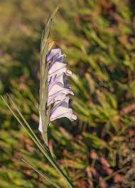 Image result for Gladiolus crassifolius