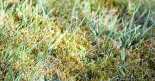 Potassium bicarbonate is an organic chemical compound (khco3) looking like white. How To Kill Lawn Moss And Keep It Gone