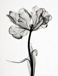 Steven Meyers X Ray Image Of A Parrot Tulip Idees De Tatouages Decor Noir Et Blanc Fleurs