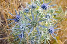 Image result for Ischaemum amethystinum