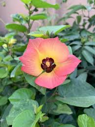 Image result for Cienfuegosia hildebrandtii