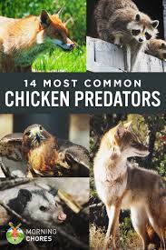 Identifying 14 Common Chicken Predators And How To Protect