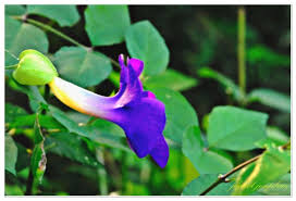 Image result for Thunbergia pynaertii