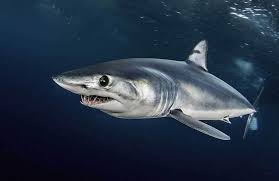 Shark Trust welcomes protection for North Atlantic shortfin mako