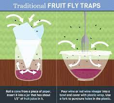 How To Really Get Rid Of Pesky Fruit Flies Fruit Fly Trap Fruit Flies Fly Traps