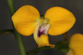 Image result for Eulophia hereroensis