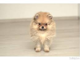 Find your favorite · daily updated list · puppies for sale Pin On Pommy Love