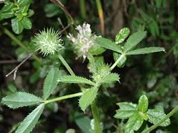 Image result for Trifolium polystachyum
