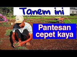 Cara hias jepang manila rumput tanam. Video Cara Menanam Rumput Jepang