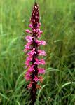 Image result for Satyrium macrophyllum