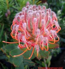 This leucospermum scarlet ribbons blossom is about 1/4″ across in diameter. Plantfiles Pictures Leucospermum Pincushion Protea Scarlet Ribbon Leucospermum By Kell
