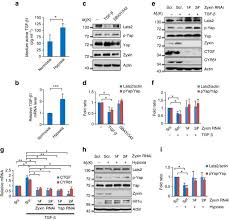 Offered in a full range of dielectric thicknesses, dupont™ pyralux® ap flexible circuit materials provide designers, fabricators, and. Zyxin Siah2 Lats2 Axis Mediates Cooperation Between Hippo And Tgf B Signalling Pathways Nature Communications