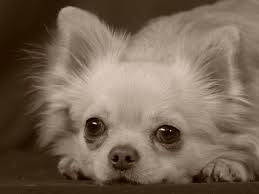 Chihuahua Not Common To Have An All White Long Hair Chihuahua But We Did And Loved Him With All Our Heart He Chihuahua Dogs Chihuahua Love Cute Chihuahua